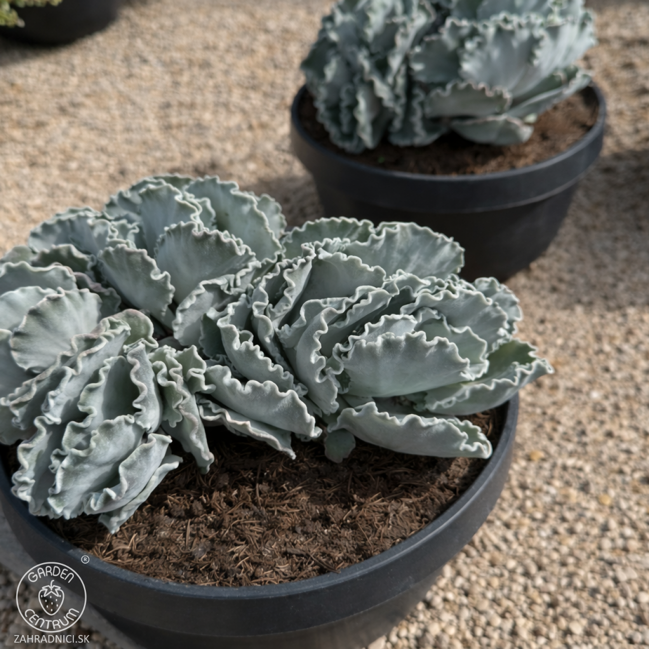 Obrázok Kotyledón vlnitý (Cotyledon Undulata) - výška 20-30 cm, ⌀ 25-30 cm, kont. C5L